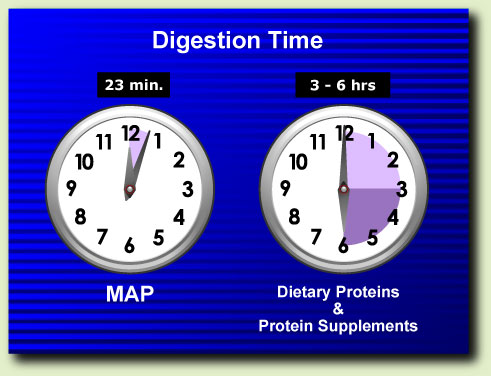 Protein Digestion Time Chart